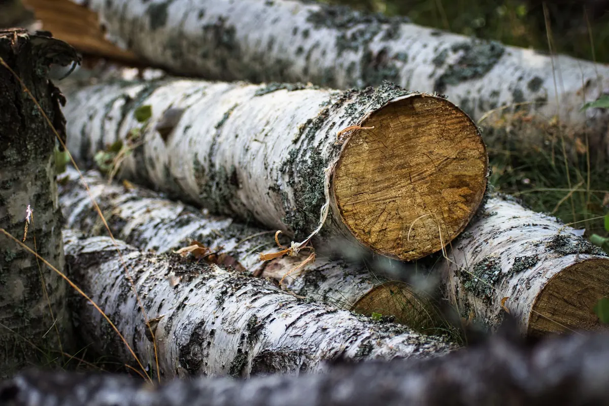 How to Build a Rustic Birch Log Planter for Woodland Flowers